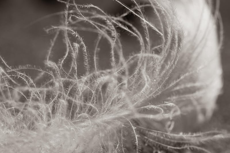 Mysterious Feather