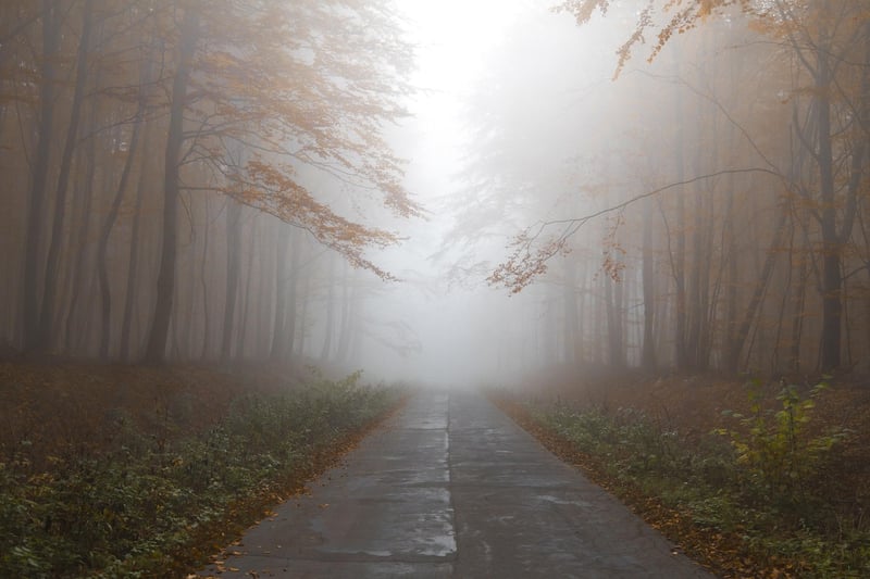 Mysterious Forest